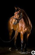 Image result for Shoot Horse Reserve