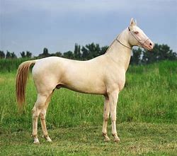 Image result for Ancient Horse Breeds