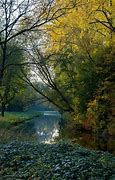 Image result for Amsterdam Forest
