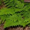 Image result for Dryopteris affinis subsp. borreri Dr Villarri