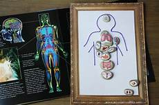 organi interni corpo umano gioco per conoscere il corpo umano e gli organi interni organi interni corpo umano gioco per conoscere il corpo umano e gli organi interni