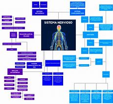 Image result for Sistema Nervioso Mapa Conceptual