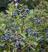 Image result for Vaccinium corymbosum Elliot