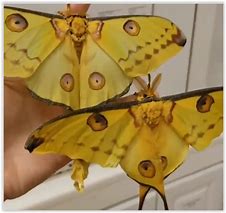 Image result for Largest Insect Ever Existed