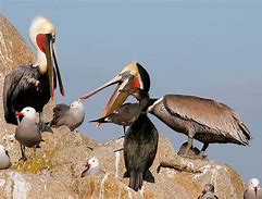 Image result for Pelican Eats Seagull