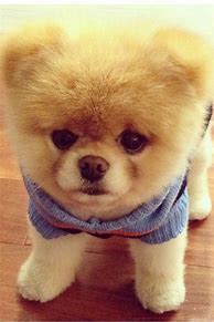 Image result for Cute Ugly Puppies