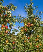 Image result for What Is a Fuji Apple