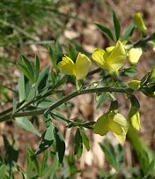 Image result for Thermopsis chinensis