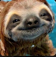Image result for Cute Smiling Sloth