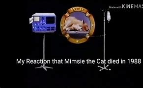 Image result for MTM Cat Death