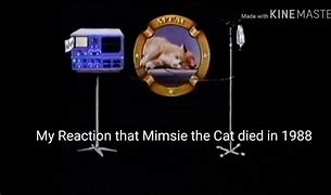 Image result for Mimsie The Cat Died
