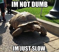 Image result for Old Turtle Meme