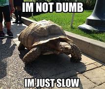 Image result for Tortoise Meme