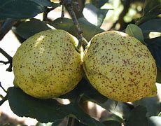 Image result for Scale On Lemon Tree