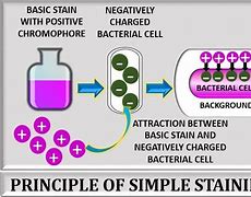 Image result for Simple Stain Results