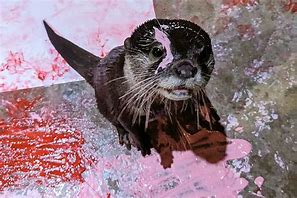 Image result for Down Syndrome Otter