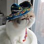 Image result for Animals Wearing Hats