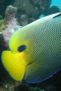 Image result for Tropical Aquarium Fish