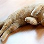 Image result for Ginger Cat with Long Nose