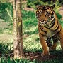 Image result for Most Beautiful Wildlife Photo