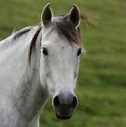 Image result for Beautiful Horse Tattoos