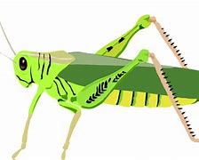 Image result for Cartoon Cricket Insect Head