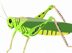 Image result for Cricket Insect Illustration