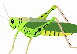 Image result for Cricket Insect PNG