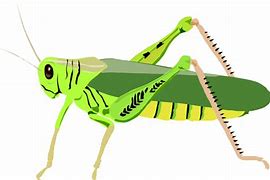 Image result for Cricket Insect Cute