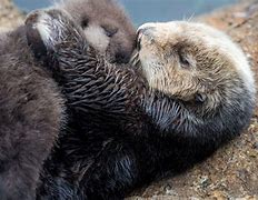 Image result for Sea Otter Family