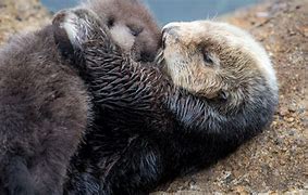Image result for Sea Otter Mom and Pup