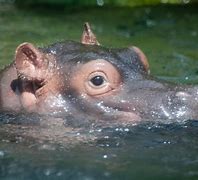Image result for Zoo Hippo