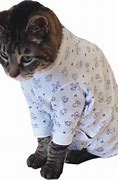 Image result for Cat Full Body Recovery