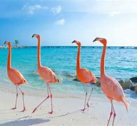 Image result for Flamingo Beach Aruba