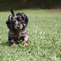 Image result for Silver Dapple Dachshund