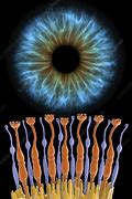 Image result for Retina Iris