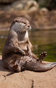Image result for Adult Sea Otter