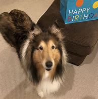 Image result for Happy 11th Birthday Dog
