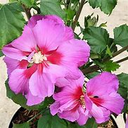 Image result for Hibiscus WALBERTONS Rose Moon