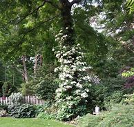 Image result for Tree Climbing Vines