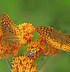 Image result for Butterfly Milkweed Plant