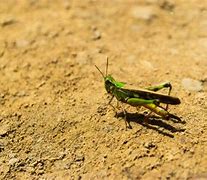 Image result for Cricket Animal Free Copyright Image
