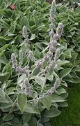 Image result for Stachys byzantina Cotton Ball