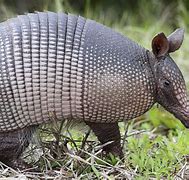 Image result for Grey Armadillo