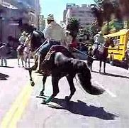Image result for Mexican Dance Horse