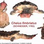 Image result for Chelus fimbriatus