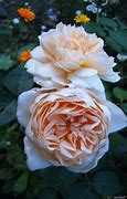 Image result for Delectus Rose