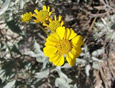 Image result for Yellow Wildflowers
