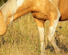 Image result for Shiny Horse Breed