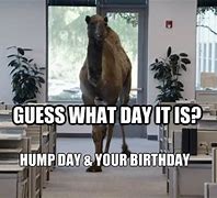 Image result for Hump Day Birthday Meme